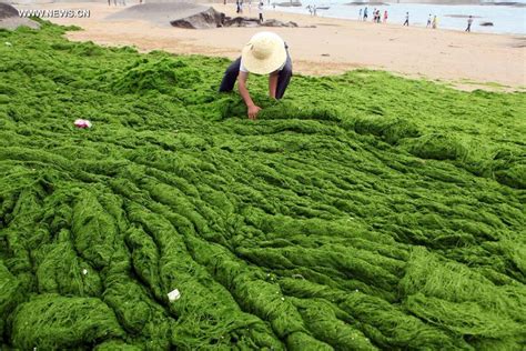 The Influence of Magix Seaweed Tides on Marine Ecosystems